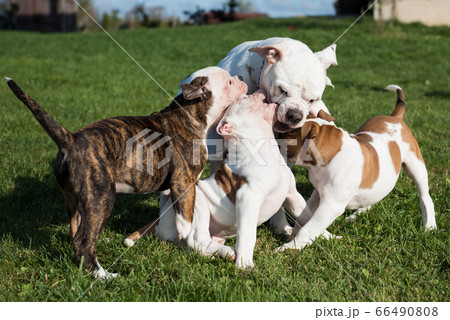 American Bulldog puppy with mother are playing 66490808