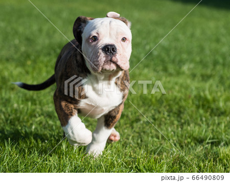 American Bulldog puppy on nature 66490809