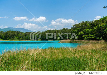 初夏の五色沼自然探勝路の風景　弁天沼と西吾妻山　福島県北塩原村 66490926