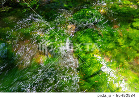 五色沼自然探勝路の新緑風景　青沼に流れる小川　福島県北塩原村 66490934