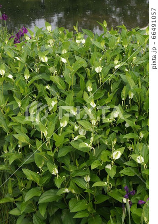 ハンゲショウ 66491057