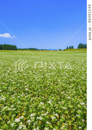 赤城高原の蕎麦畑（縦） 66491549