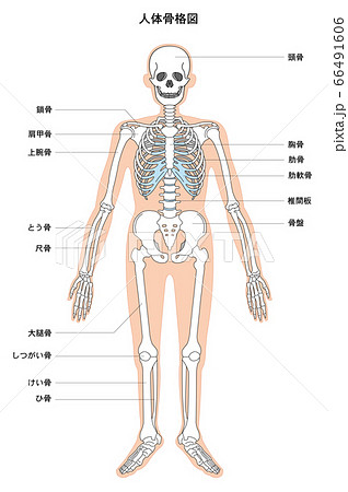 人体解剖図 骨格のイラスト素材 66491606 Pixta