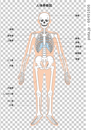 人体解剖図 骨格のイラスト素材