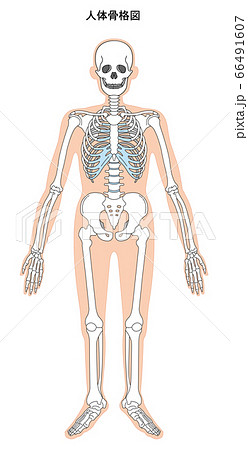 人体解剖図 骨格のイラスト素材