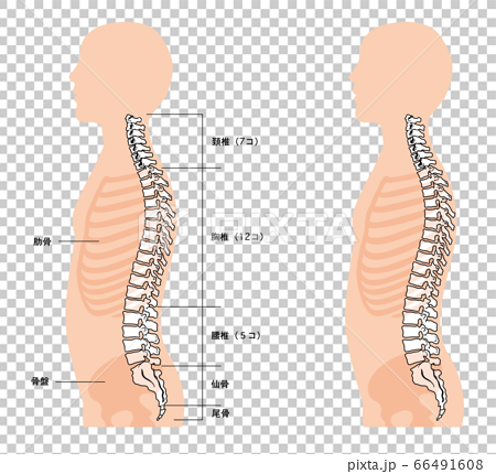 人体解剖図 背骨のイラスト素材