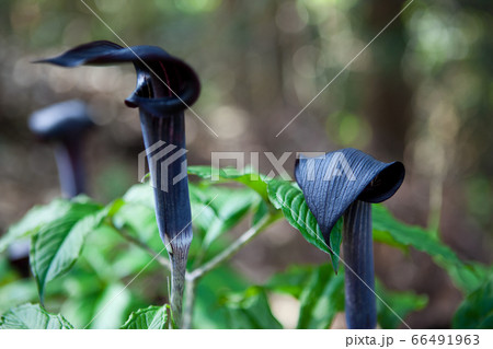 むらさきまむしぐさ	 66491963