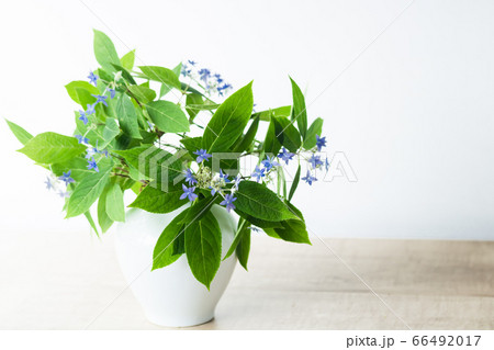 山紫陽花・七段花 66492017