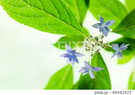 山紫陽花・七段花 66492025