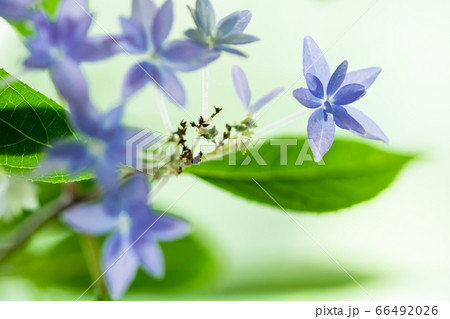 山紫陽花・七段花 山紫陽花・七段花 66492026