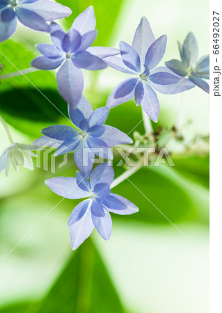 山紫陽花・七段花 山紫陽花・七段花 66492027