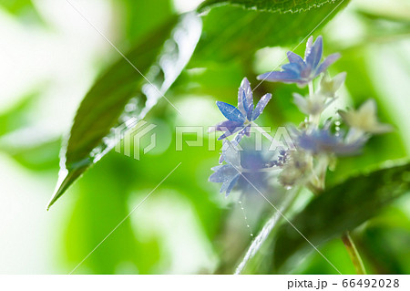 山紫陽花・七段花 山紫陽花・七段花 66492028
