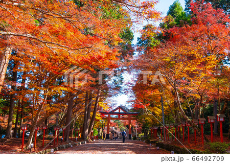 日吉大社の紅葉 66492709
