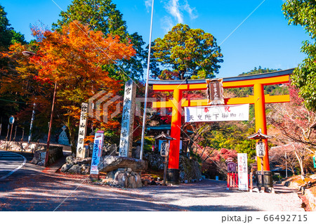 日吉大社の鳥居と紅葉 66492715