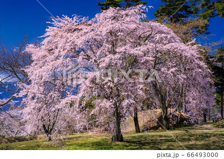 山梨県・北杜市 谷戸城址の桜 山梨県・北杜市 谷戸城址の桜 66493000