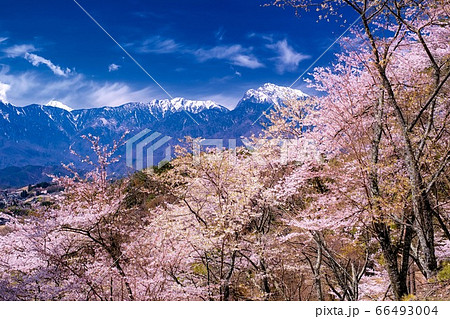 山梨県・北杜市 谷戸城址の桜 66493004