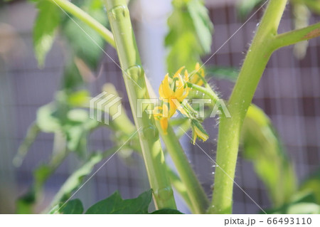 トマトの花 66493110