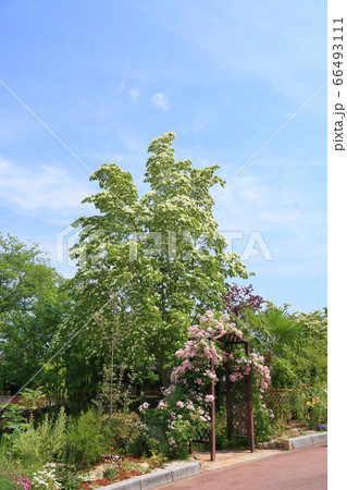 ウンナンヤマボウシの花 ウンナンヤマボウシの花 66493111