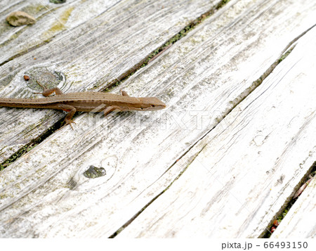 たきがしら湿原の遊歩道から顔を出すニホンカナヘビ たきがしら湿原の遊歩道から顔を出すニホンカナヘビ 66493150