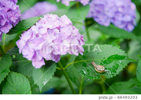 紫陽花とかたつむり 紫陽花とかたつむり 66493203