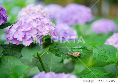 紫陽花とかたつむり 紫陽花とかたつむり 66493205
