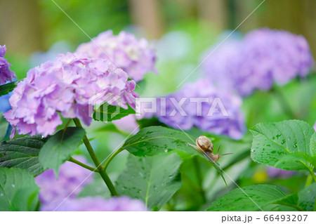 紫陽花とかたつむり 66493207
