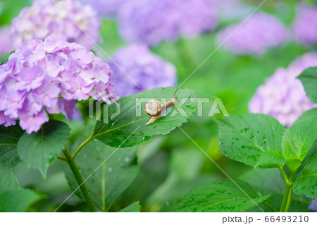 紫陽花とかたつむり 紫陽花とかたつむり 66493210