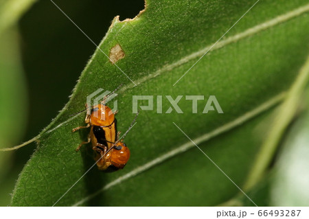 生き物 昆虫 カシワツツハムシ、六月初めの雑木林。クヌギの葉裏で交尾中② 生き物 昆虫 カシワツツハムシ、六月初めの雑木林。クヌギの葉裏で交尾中② 66493287