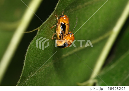 生き物 昆虫 カシワツツハムシ、六月初めの雑木林。クヌギの葉裏で交尾中① 生き物 昆虫 カシワツツハムシ、六月初めの雑木林。クヌギの葉裏で交尾中① 66493295