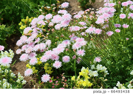 クレピスの花の写真素材