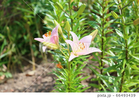 ユリの花 66493439