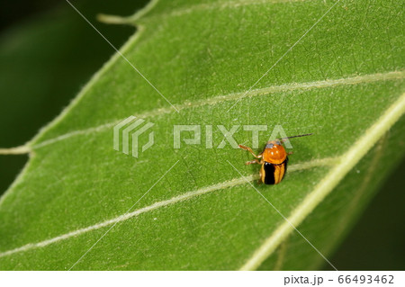 生き物 昆虫 カシワツツハムシ、大きさは四ミリ前後。前から見るとソラマメ型の眼が特徴? 生き物 昆虫 カシワツツハムシ、大きさは四ミリ前後。前から見るとソラマメ型の眼が特徴? 66493462