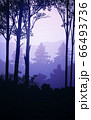 Natural forest mountains horizon hills silhouettes of trees. Evening Sunrise and sunset. Landscape wallpaper. Illustration vector style. Colorful view background. 66493736
