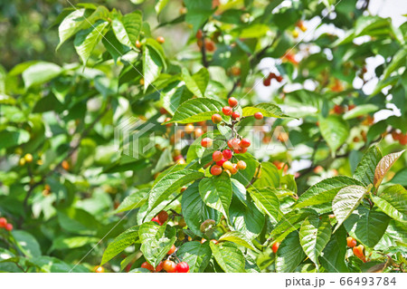 庭のサクラの木の実 サクランボ の写真素材