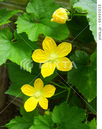 夏野菜の代表  キュウリの花 66493818