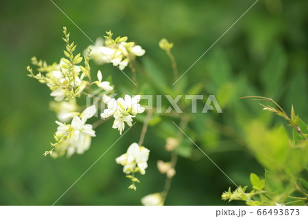 花 66493873