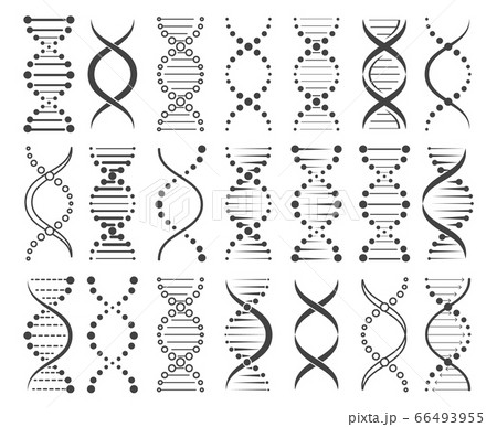 Structure of chromosomes sketch Structure of chromosomes sketch 66493955