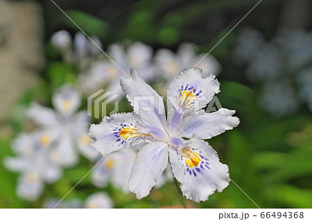 木の下の白いシャガの花の写真素材