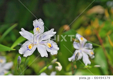 木の下の白いシャガの花 木の下の白いシャガの花 66494379