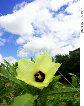 南国の野菜 オクラの大輪の花 南国の野菜 オクラの大輪の花 66494550