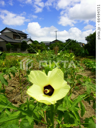 南国の野菜  オクラの大輪の花 66494551