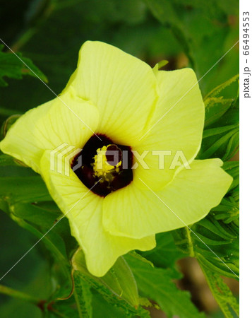 南国の野菜 オクラの大輪の花 南国の野菜 オクラの大輪の花 66494553