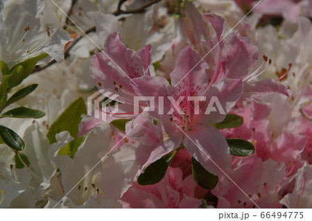 ツツジ ツツジ 66494775