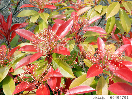 アカメの花の写真素材