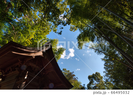 神社を見上げる 66495032