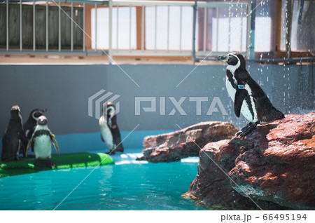 桂浜水族館のペンギンの群れ-1 桂浜水族館のペンギンの群れ-1 66495194