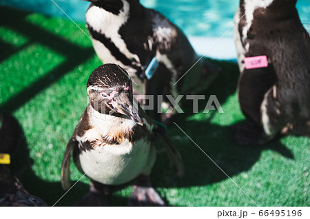 桂浜水族館のペンギンの群れ-2 66495196