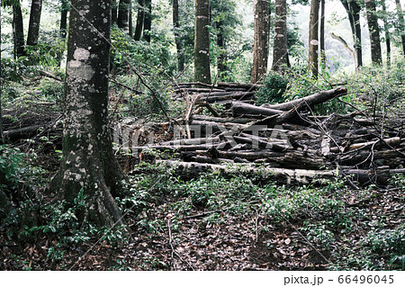 伐採して重なった木々 66496045