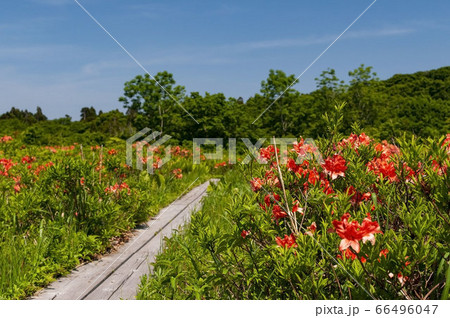 木道とツツジと青空 木道とツツジと青空 66496047
