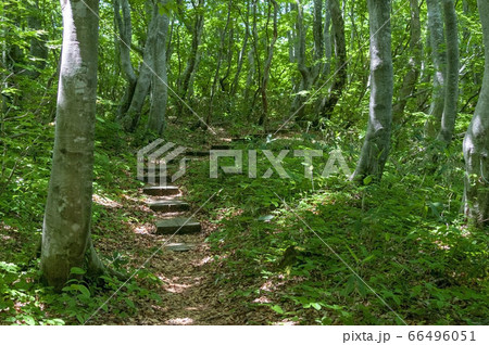 木漏れ日が差し込む森と木道の階段 66496051